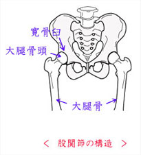 出張専門　こしがや鍼灸治療所　股関節の痛み　股関節痛